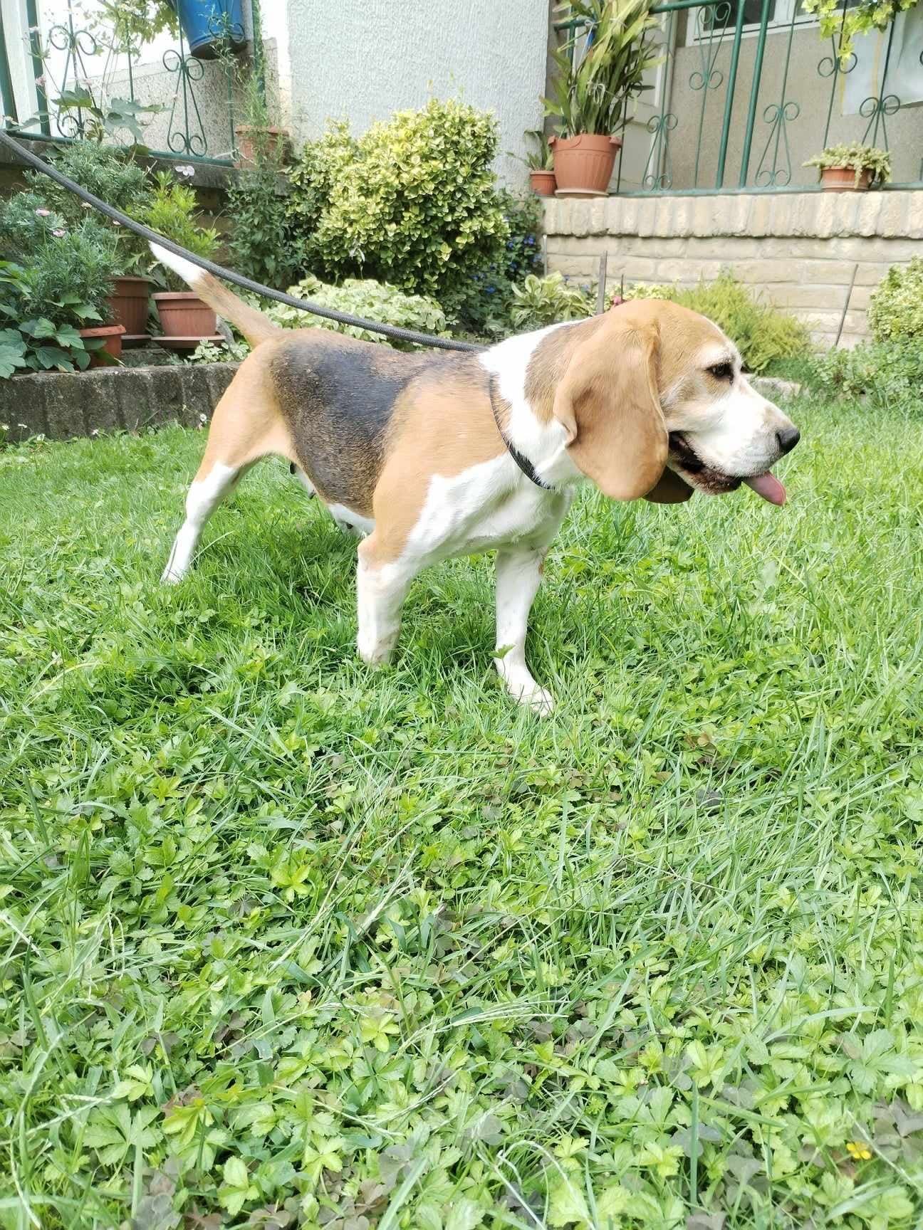 Rita ehem. Zara (SRB), Hündin, 3 Jahre