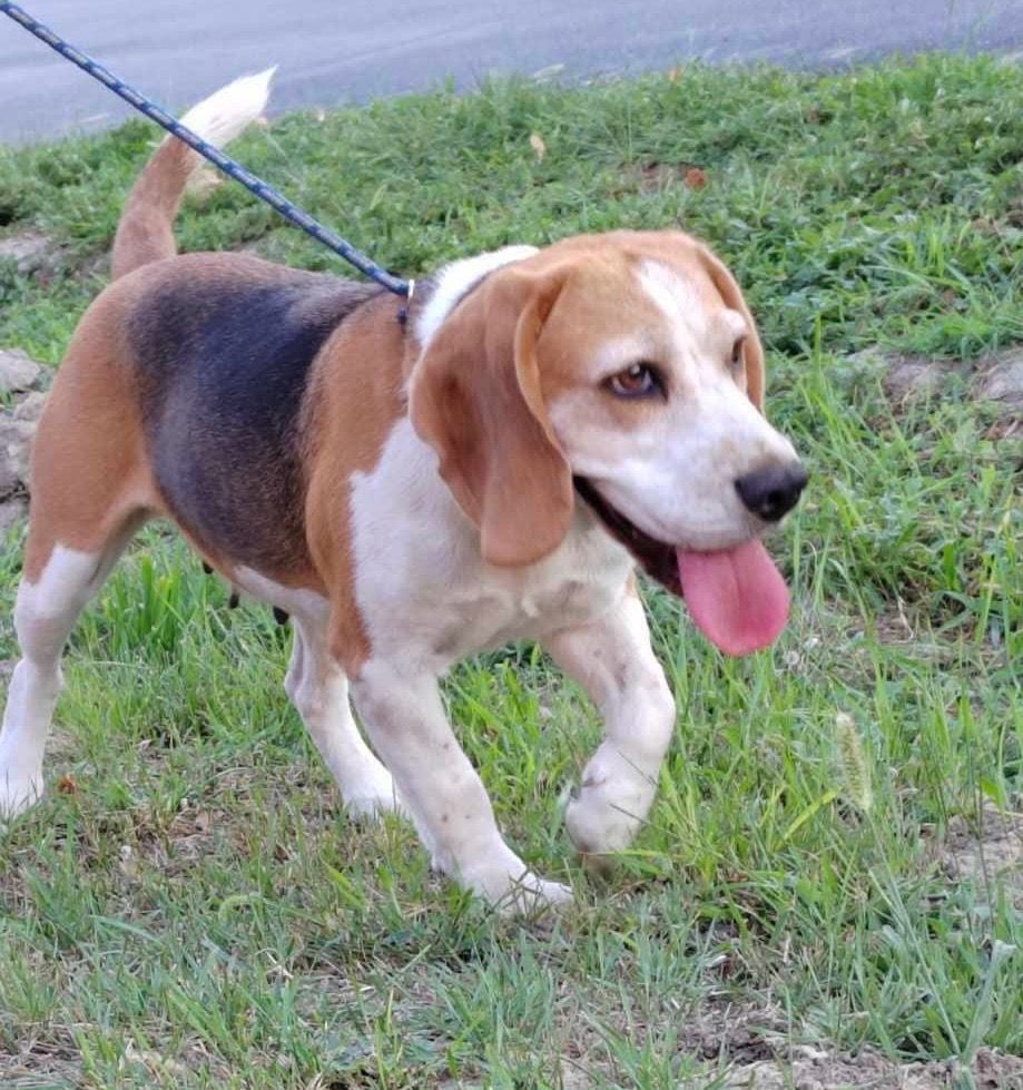 Rita ehem. Zara (SRB), Hündin, 3 Jahre