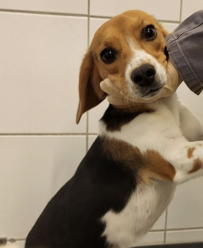 Hermine, Hündin, 3 Jahre