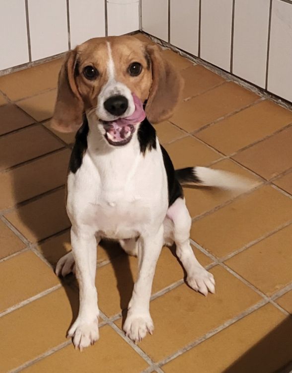 Urmel ehem. Bert, Rüde, 3 Jahre