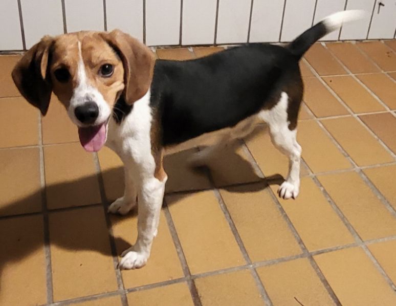 Urmel ehem. Bert, Rüde, 3 Jahre