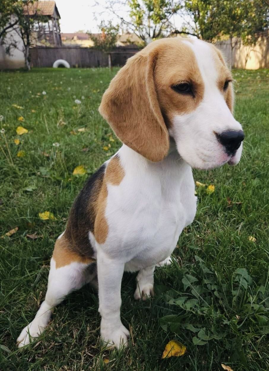 Joy (SRB), Hündin, 3 Jahre