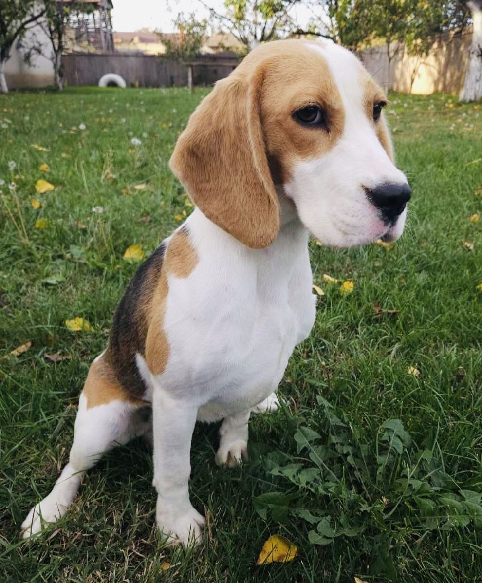 Joy (SRB), Hündin, 3 Jahre