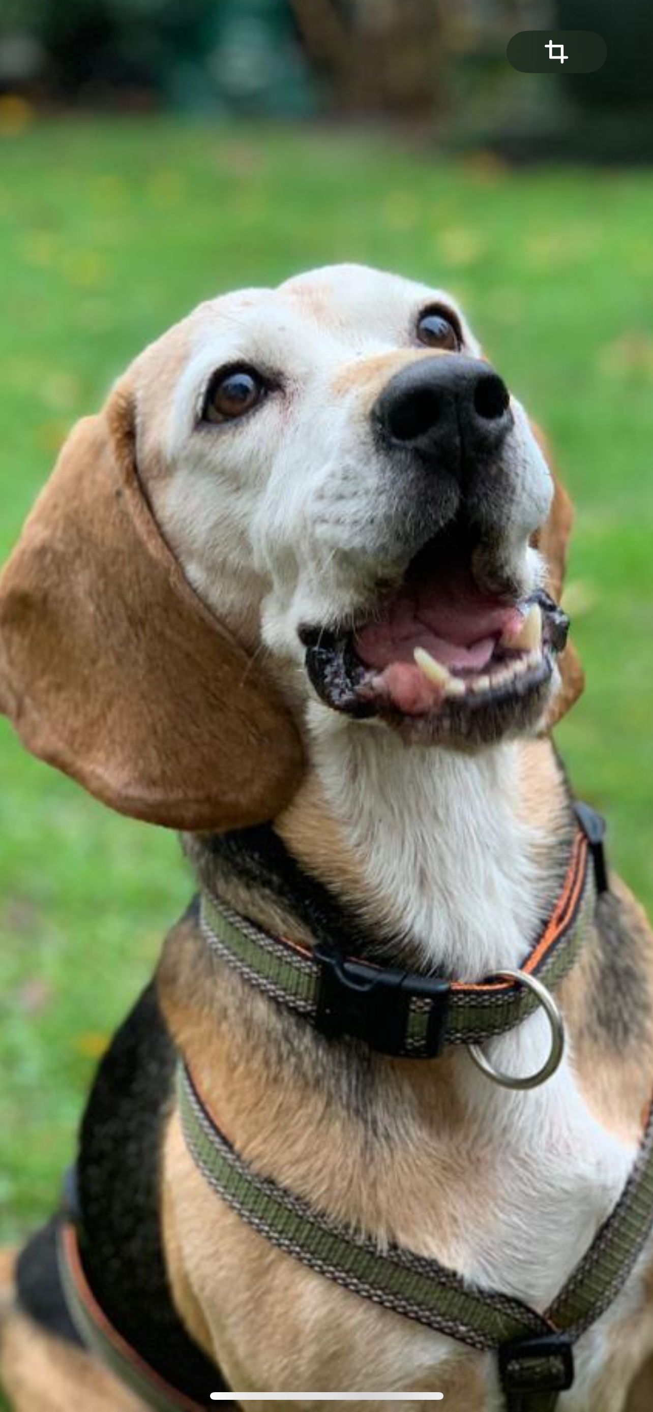 Henry (SRB), Rüde, 7 Jahre