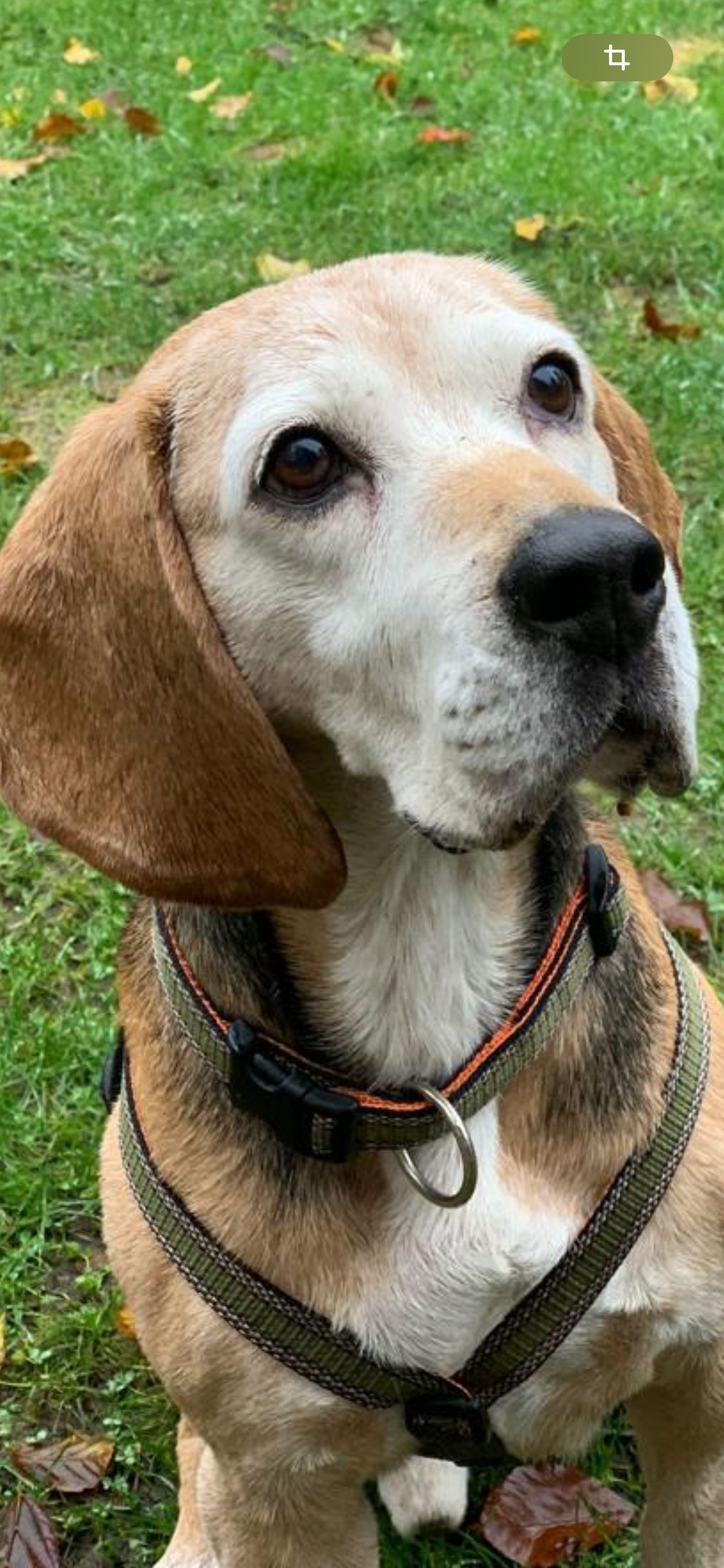 Henry (SRB), Rüde, 7 Jahre