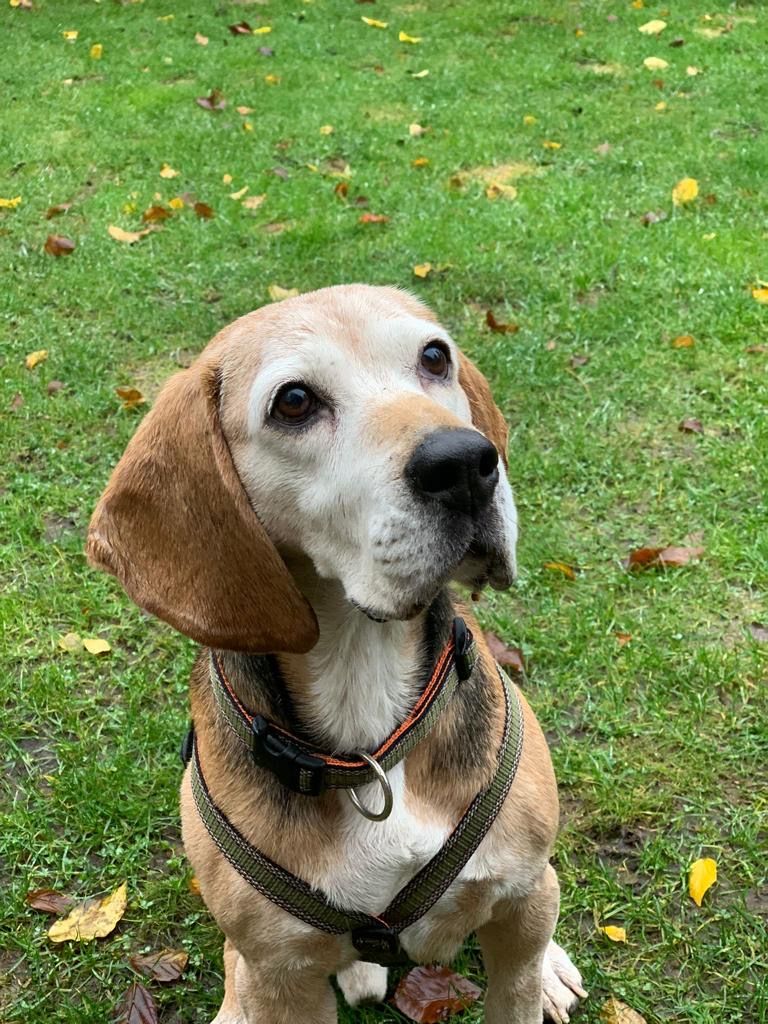 Henry (SRB), Rüde, 7 Jahre