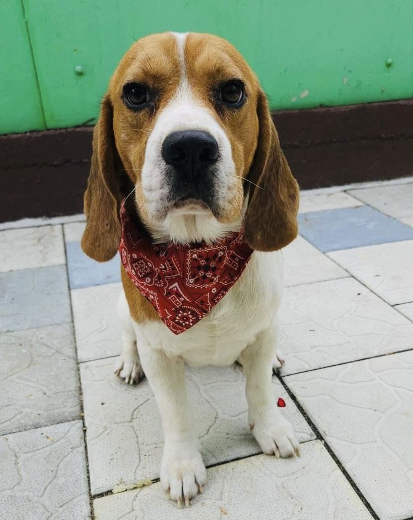 Dante ehem. Jari (SRB), Rüde, 4 Jahre