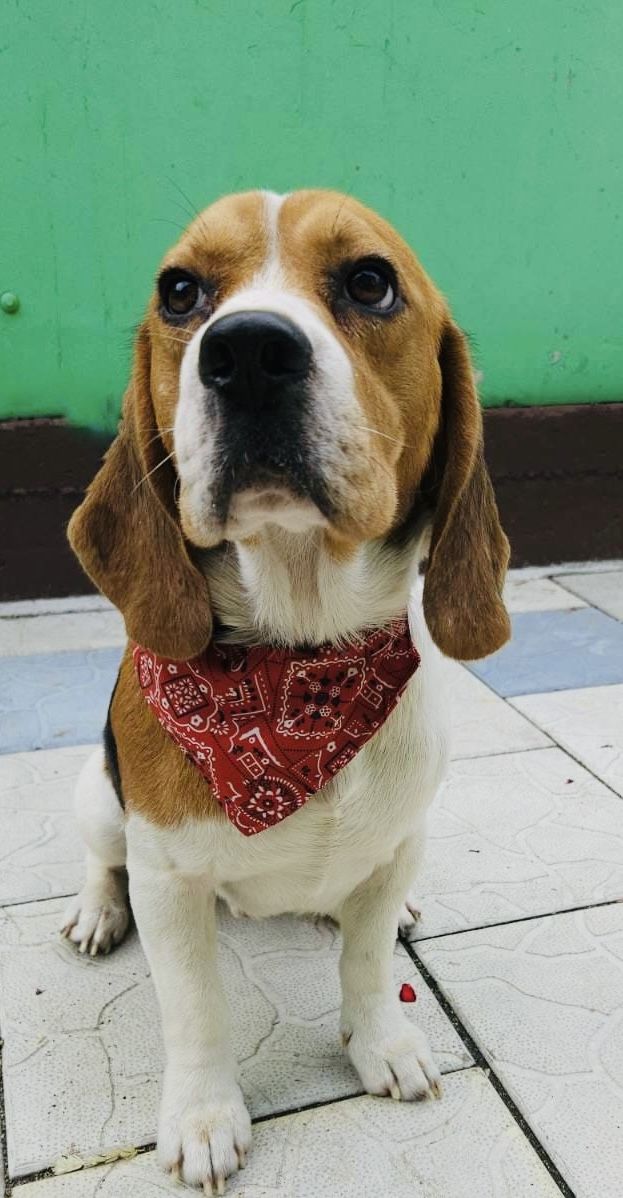 Dante ehem. Jari (SRB), Rüde, 4 Jahre