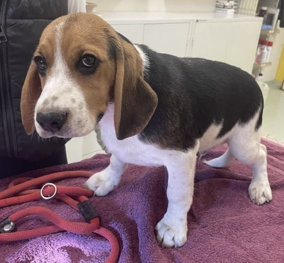 Toni ehem. Björn, Rüde, 2 Jahre