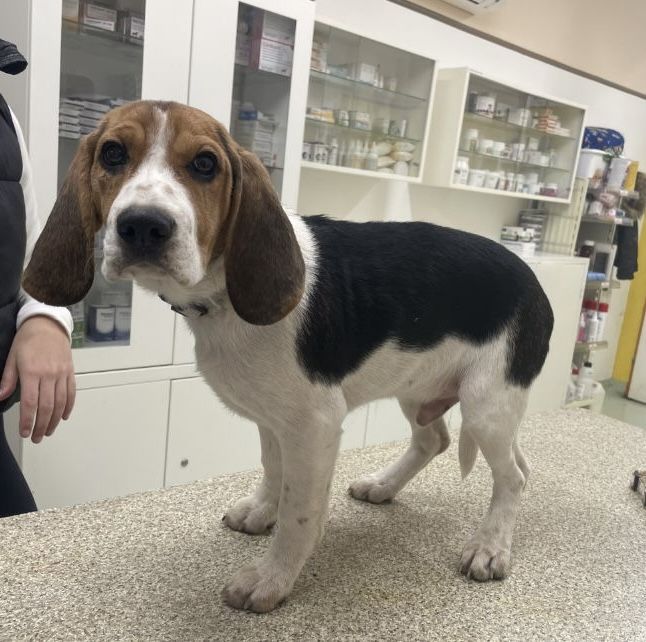 Bennet (SK), Rüde, 2 Jahre