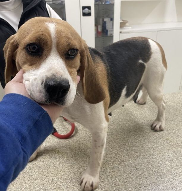 Selma ehem. Bibi (SK), Hündin, 6 Jahre