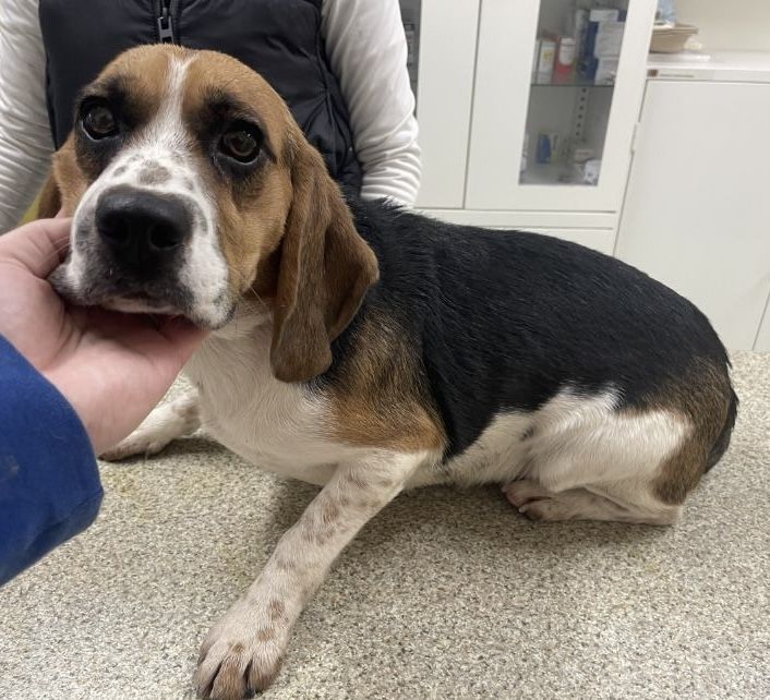 Baya ehem. Bianca (SK) ✞ ✞, Hündin, 1 Jahr