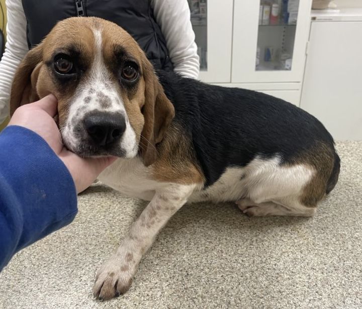 Baya ehem. Bianca (SK) ✞, Hündin, 1 Jahr