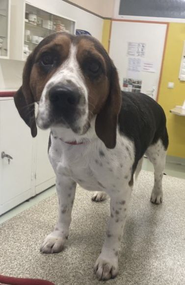 Bojar (SK), Rüde, 4 Jahre