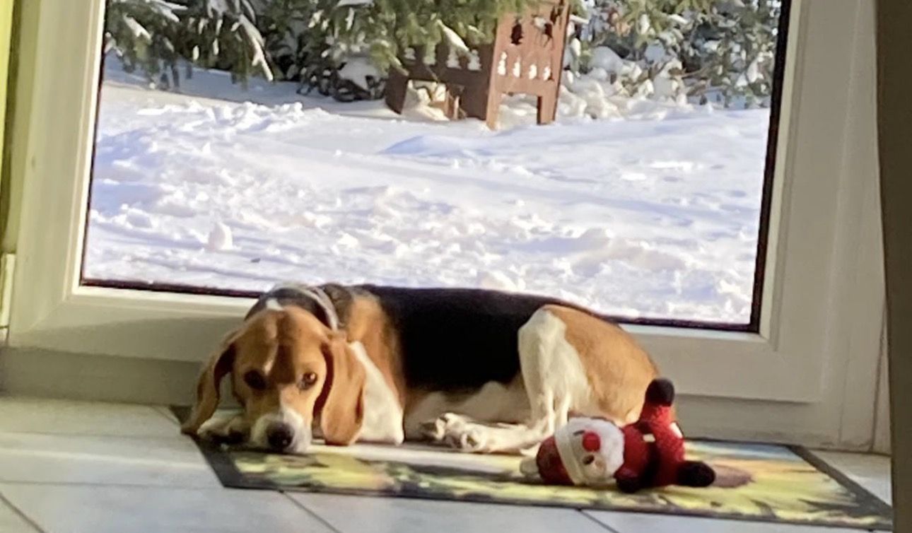 Ben , Rüde, 5 Jahre