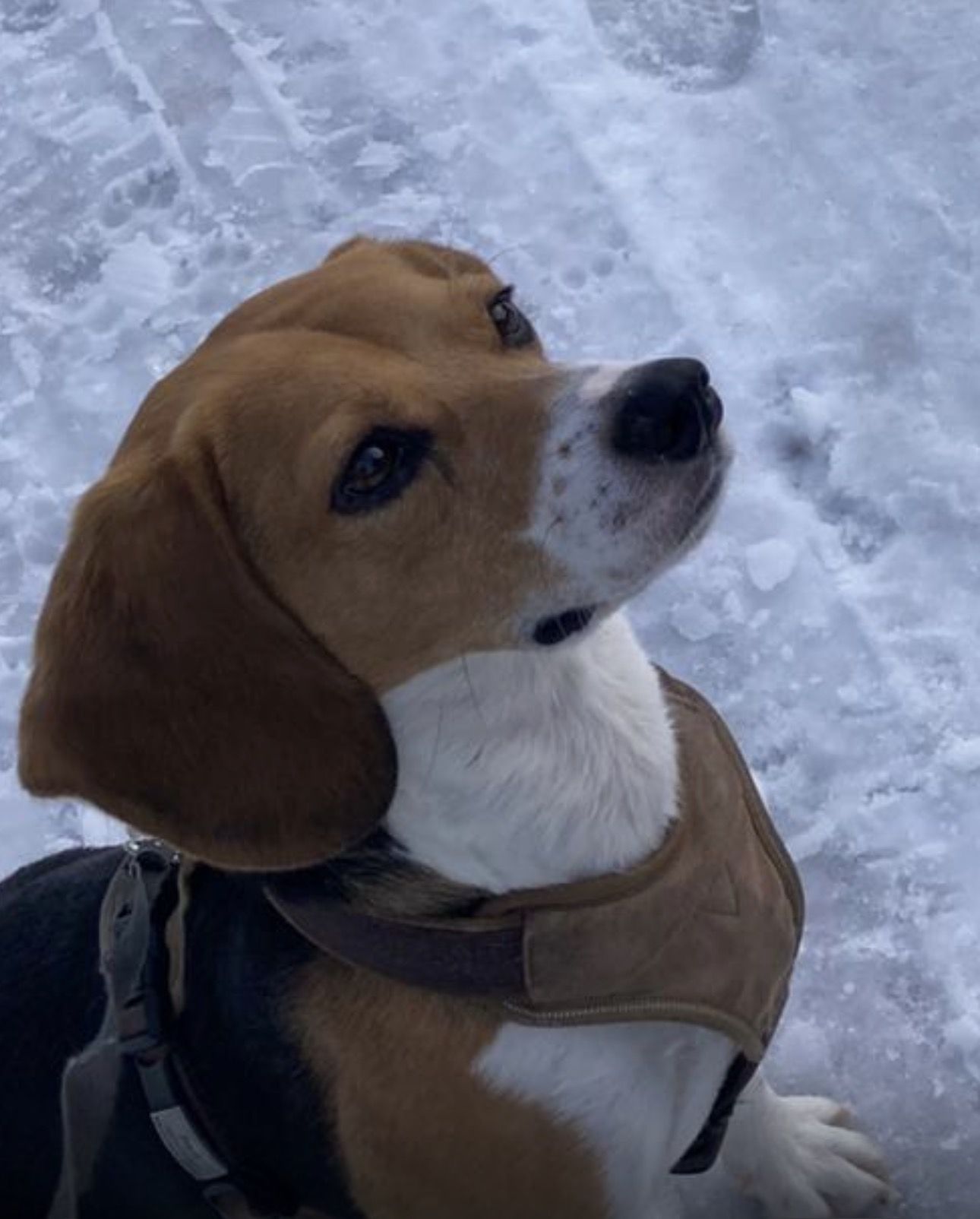 Ben , Rüde, 5 Jahre