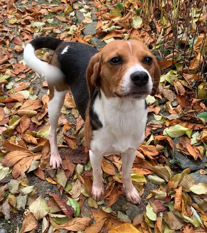 Fee ehem. Hannah , Hündin, 4 Jahre