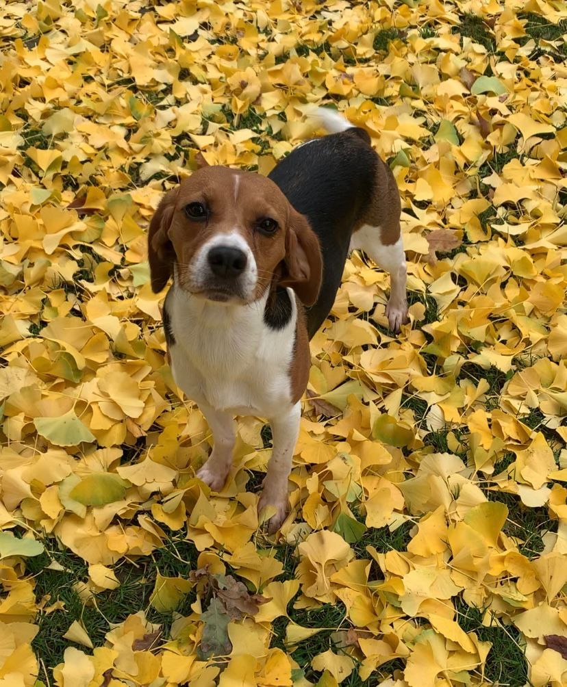 Fee ehem. Hannah , Hündin, 4 Jahre