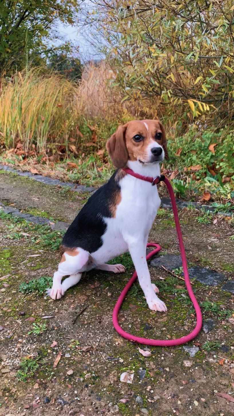 Dotty, Hündin, 4 Jahre