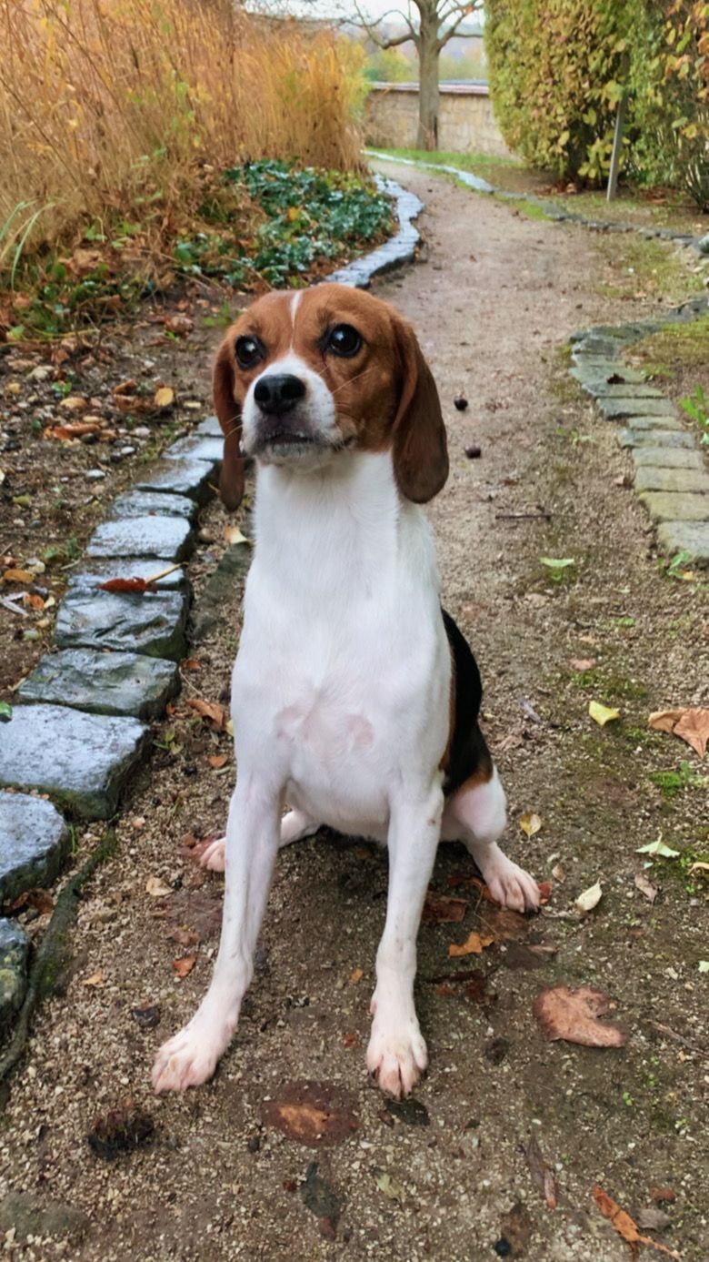 Dotty, Hündin, 4 Jahre