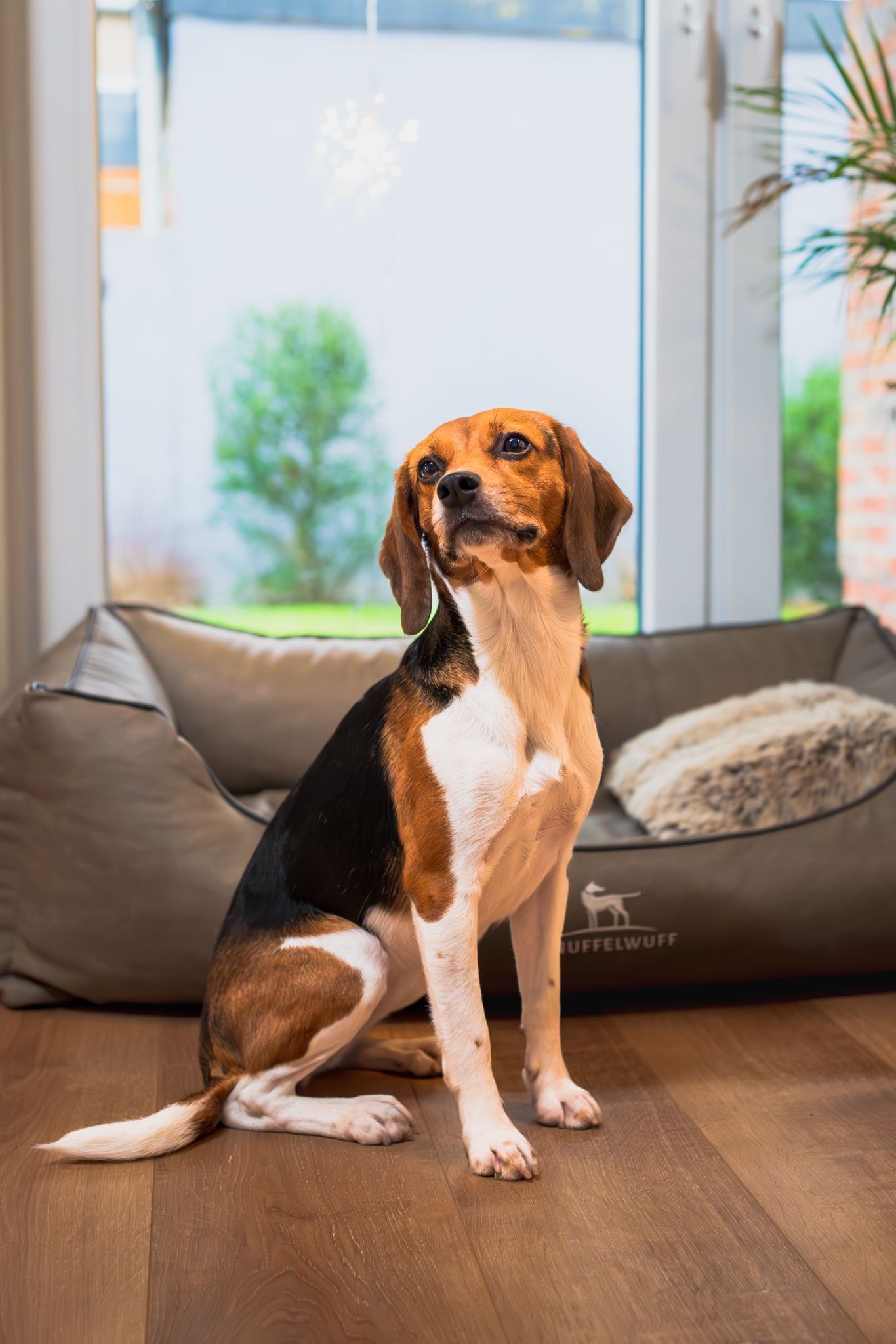 Enya ehem. Ronja , Hündin, 4 Jahre