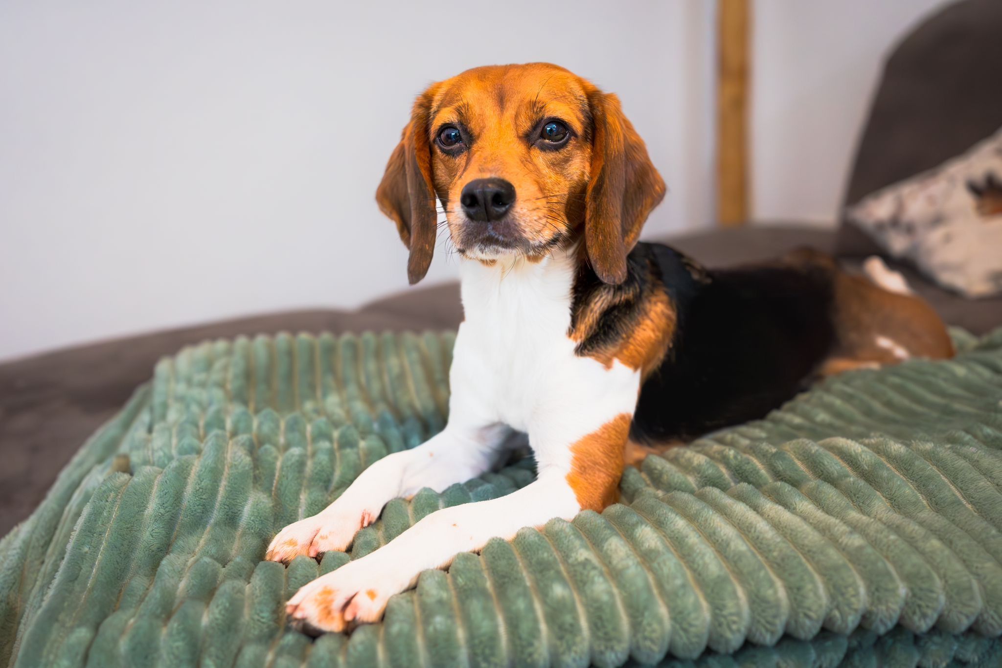 Enya ehem. Ronja , Hündin, 4 Jahre