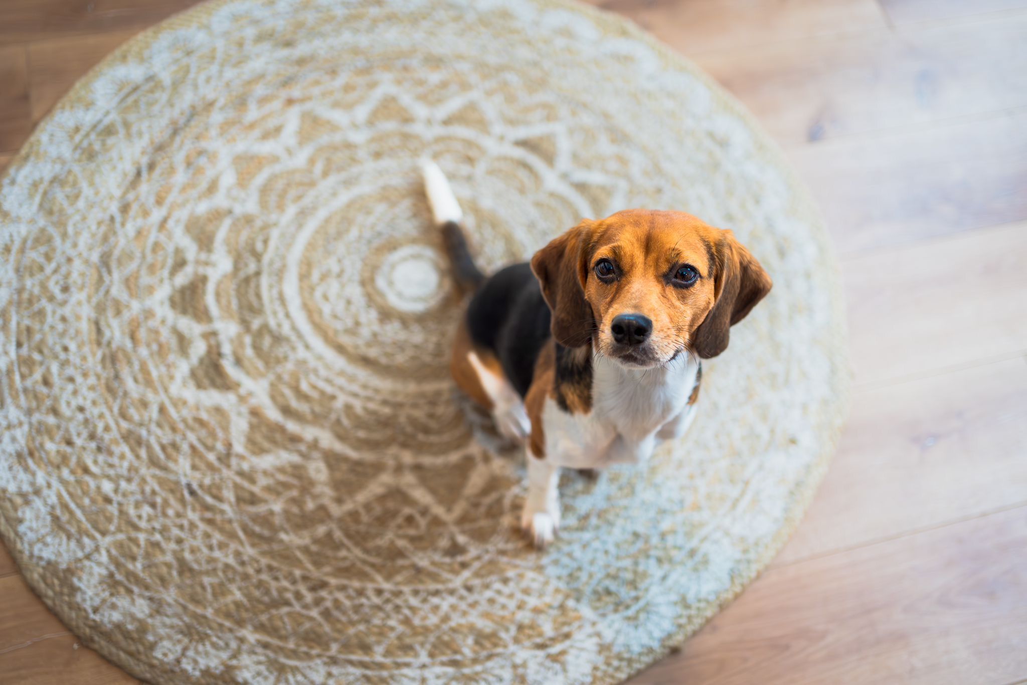 Enya ehem. Ronja , Hündin, 4 Jahre