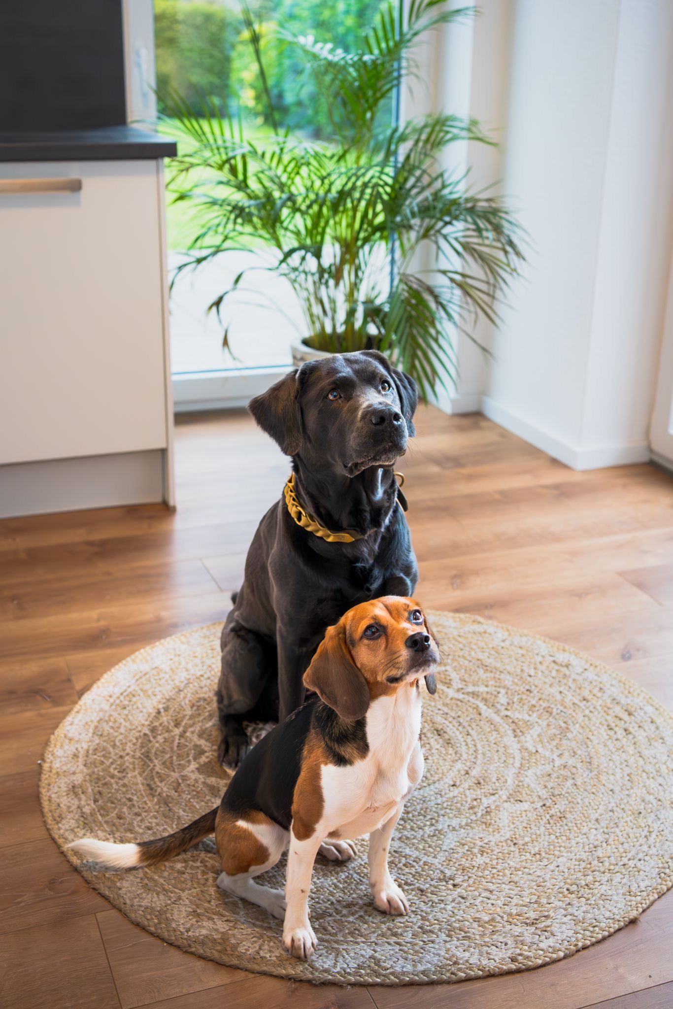 Enya ehem. Ronja , Hündin, 4 Jahre