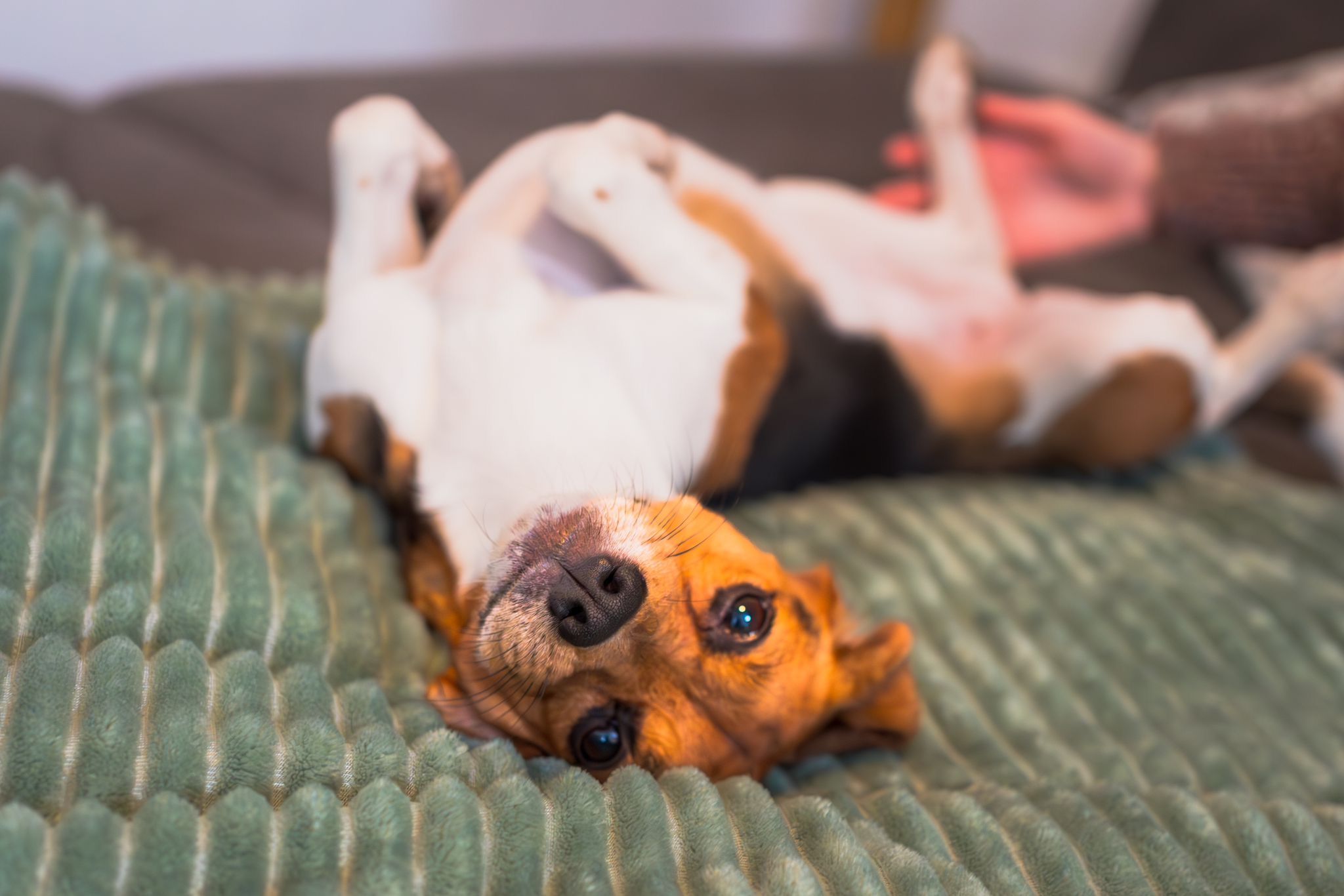 Enya ehem. Ronja , Hündin, 4 Jahre