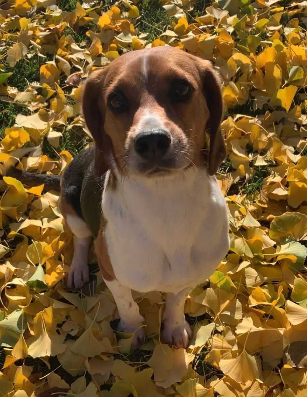 Lester , Rüde, 4 Jahre