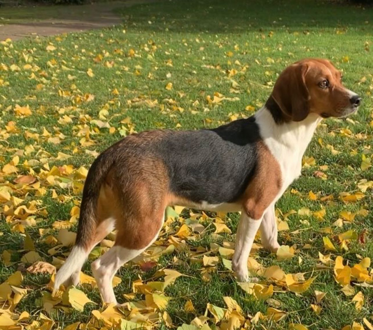 Lester , Rüde, 4 Jahre