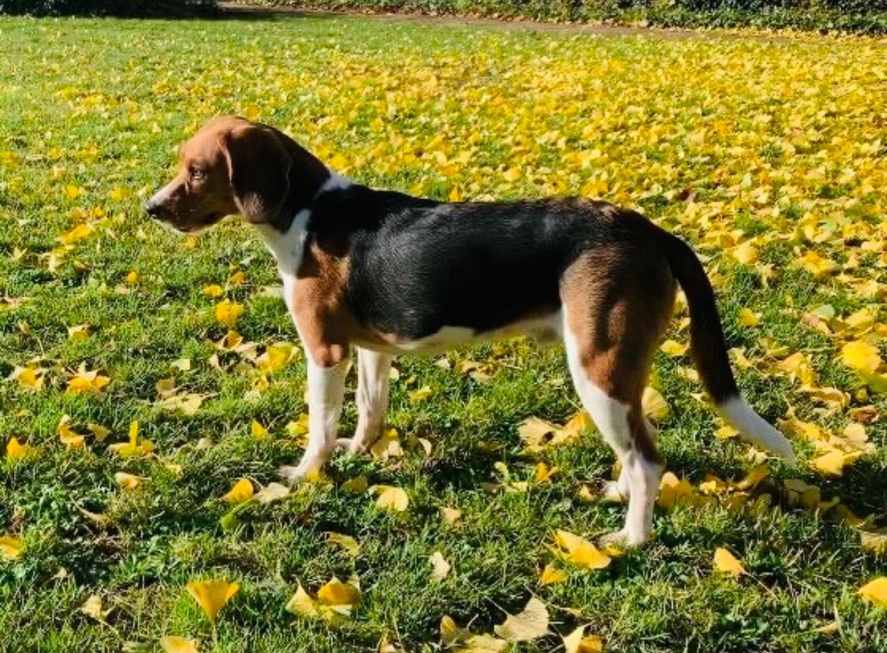 Lester , Rüde, 4 Jahre