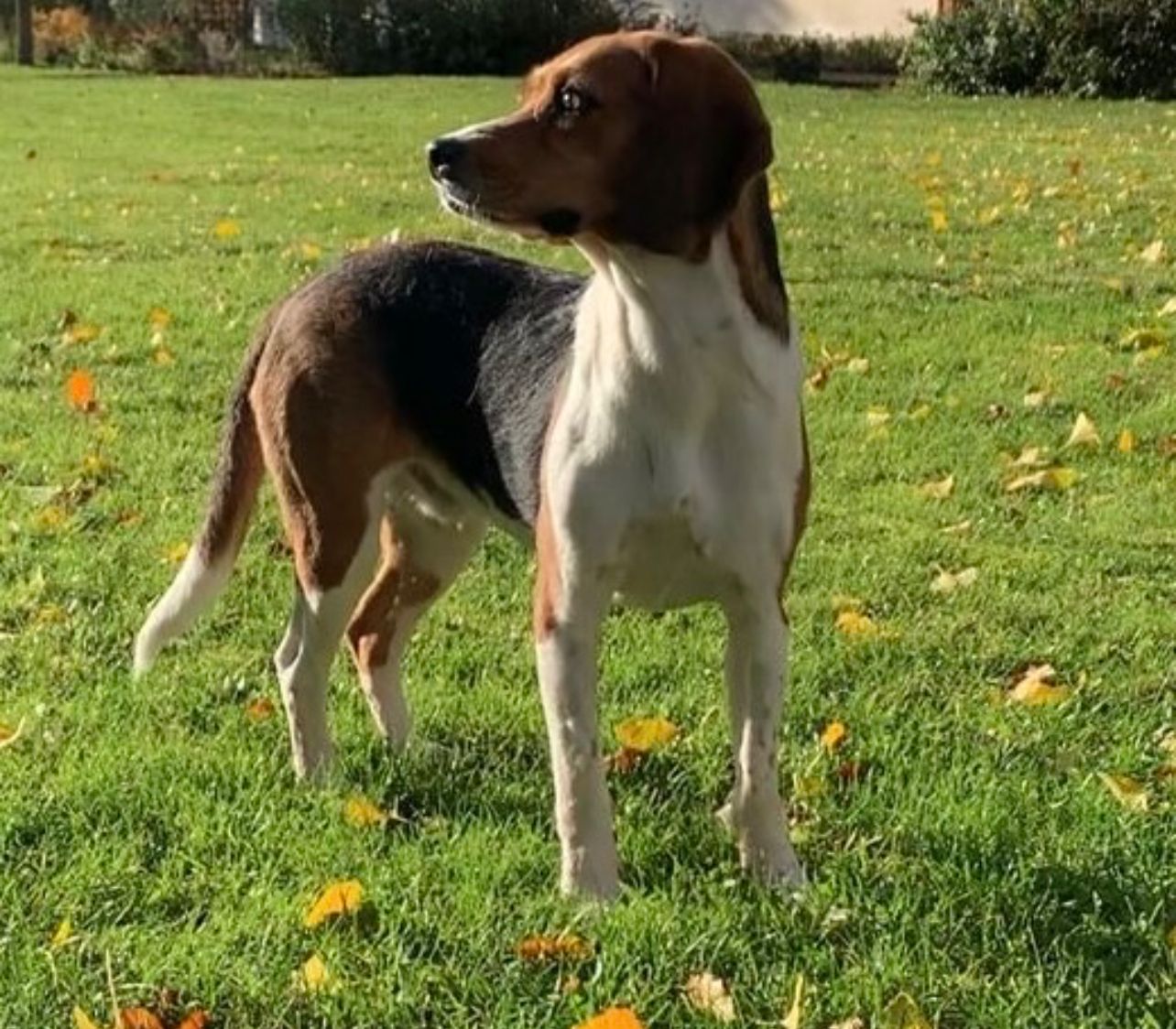 Lester , Rüde, 4 Jahre