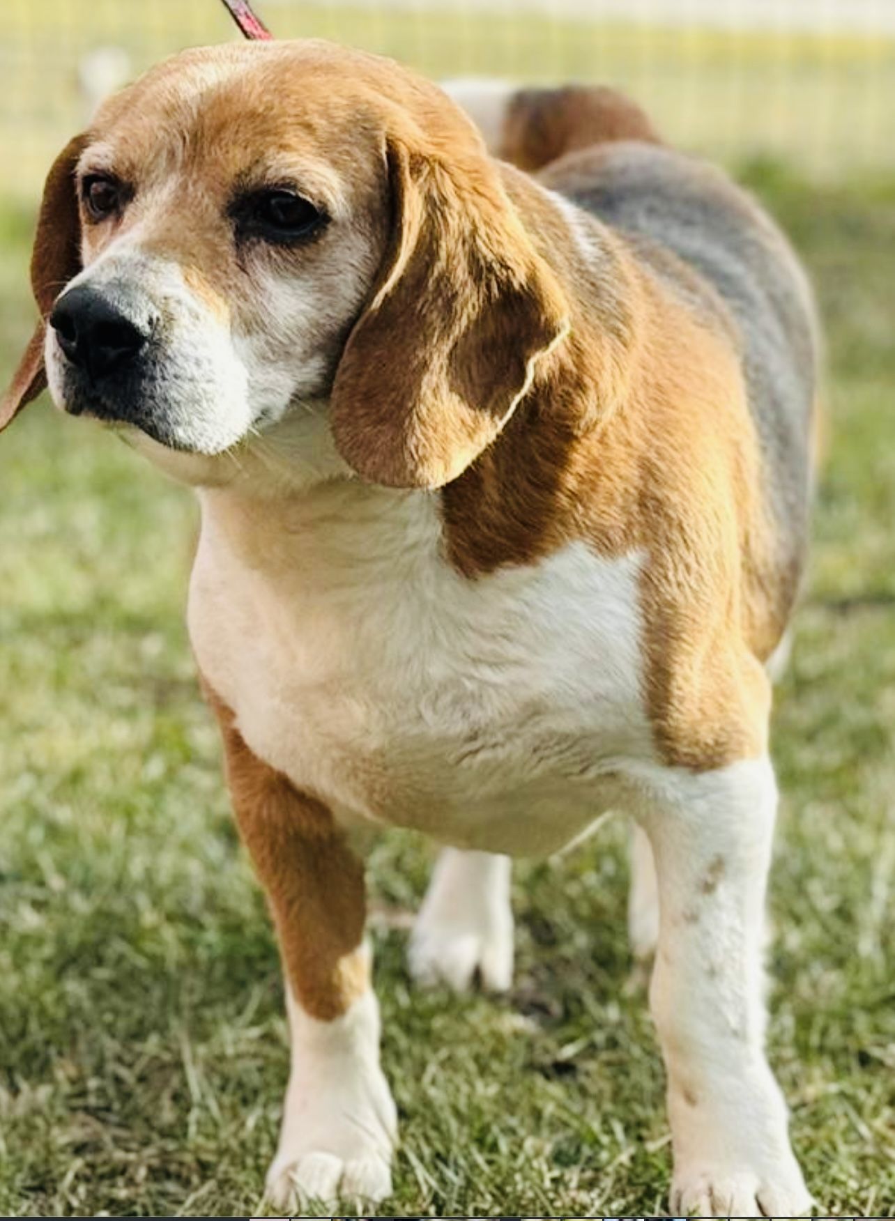 Majlo (SK), Rüde, 5 Jahre