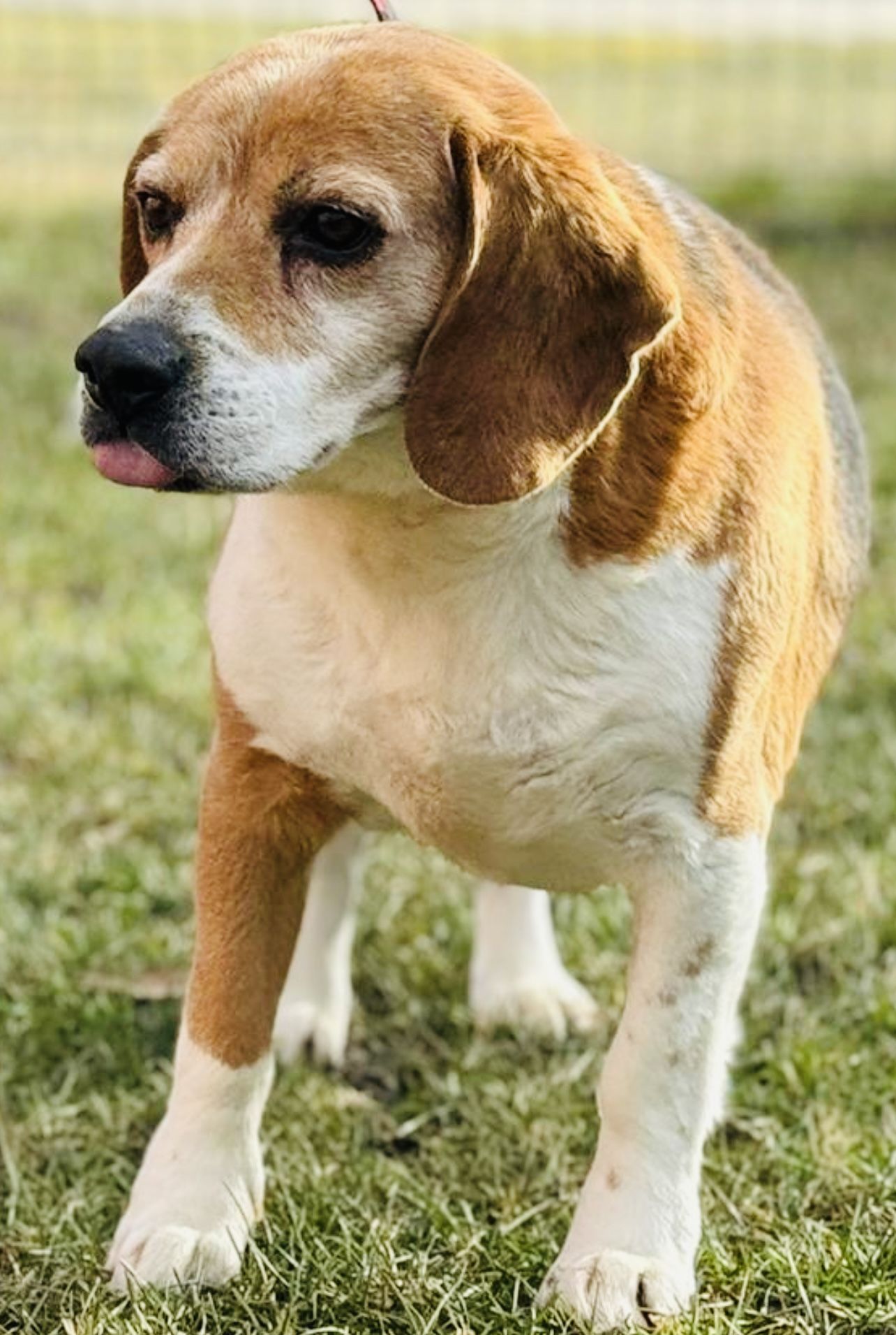 Majlo (SK), Rüde, 5 Jahre