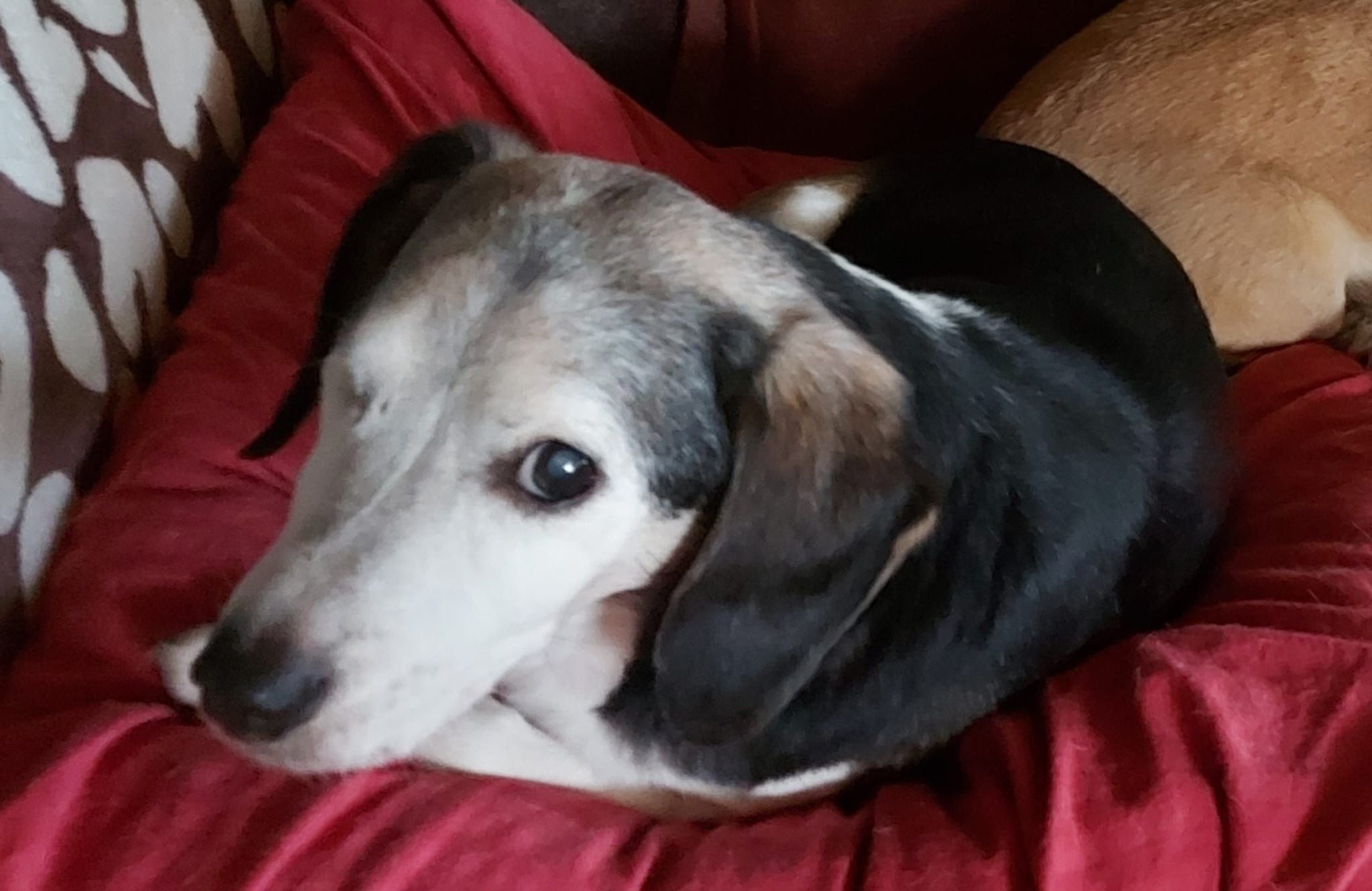 Lucky, Rüde, 12 Jahre