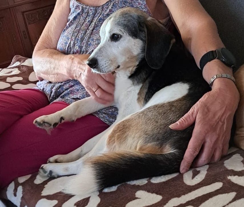 Lucky, Rüde, 12 Jahre