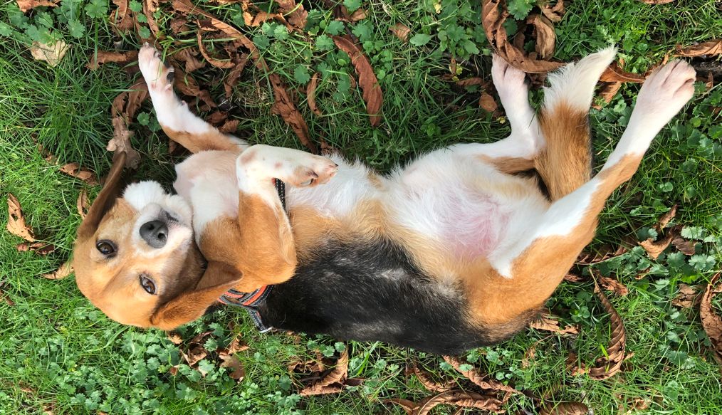 Oskar, Rüde, 4 Jahre