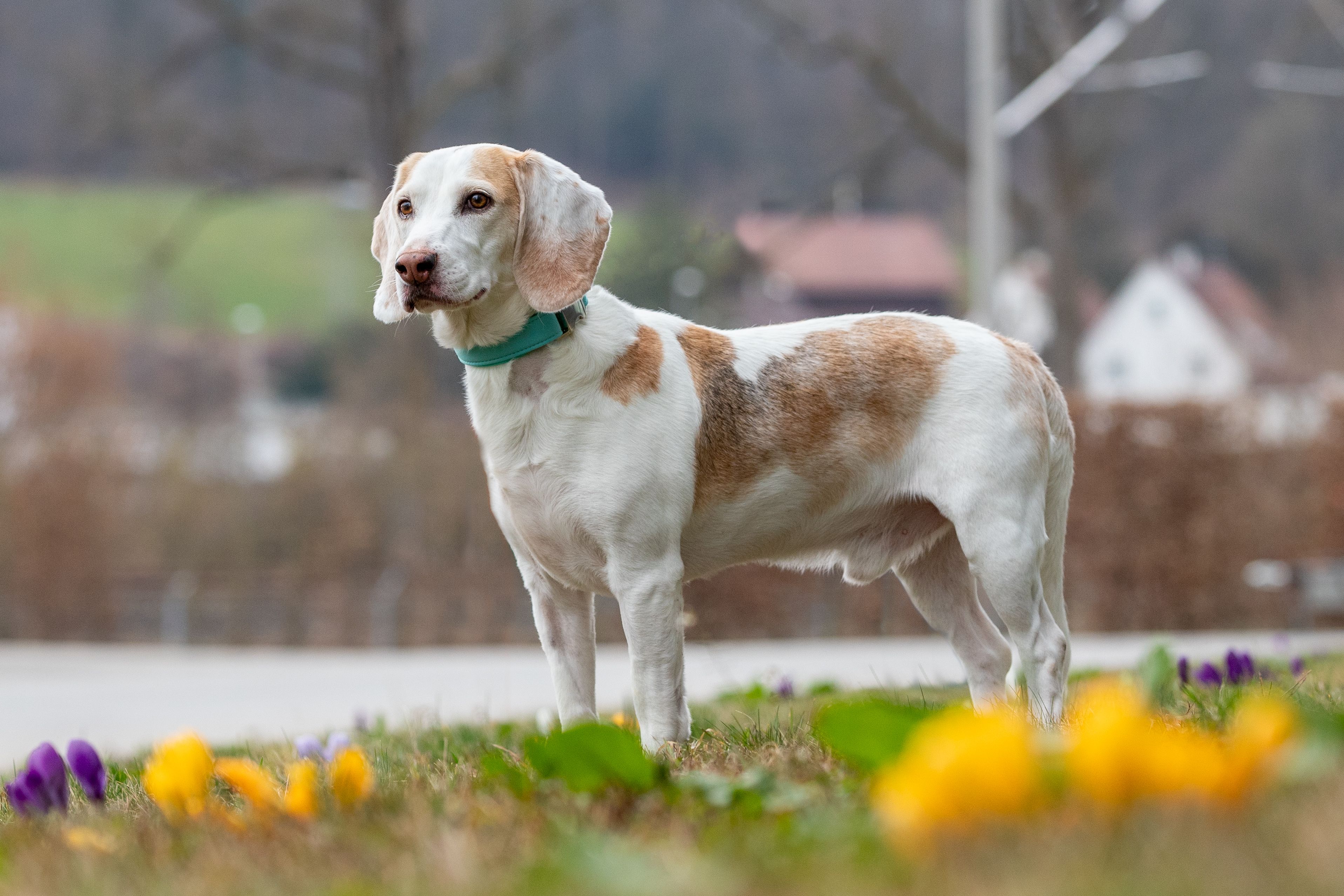 Louie ehem. Orlando, Rüde, 8 Jahre