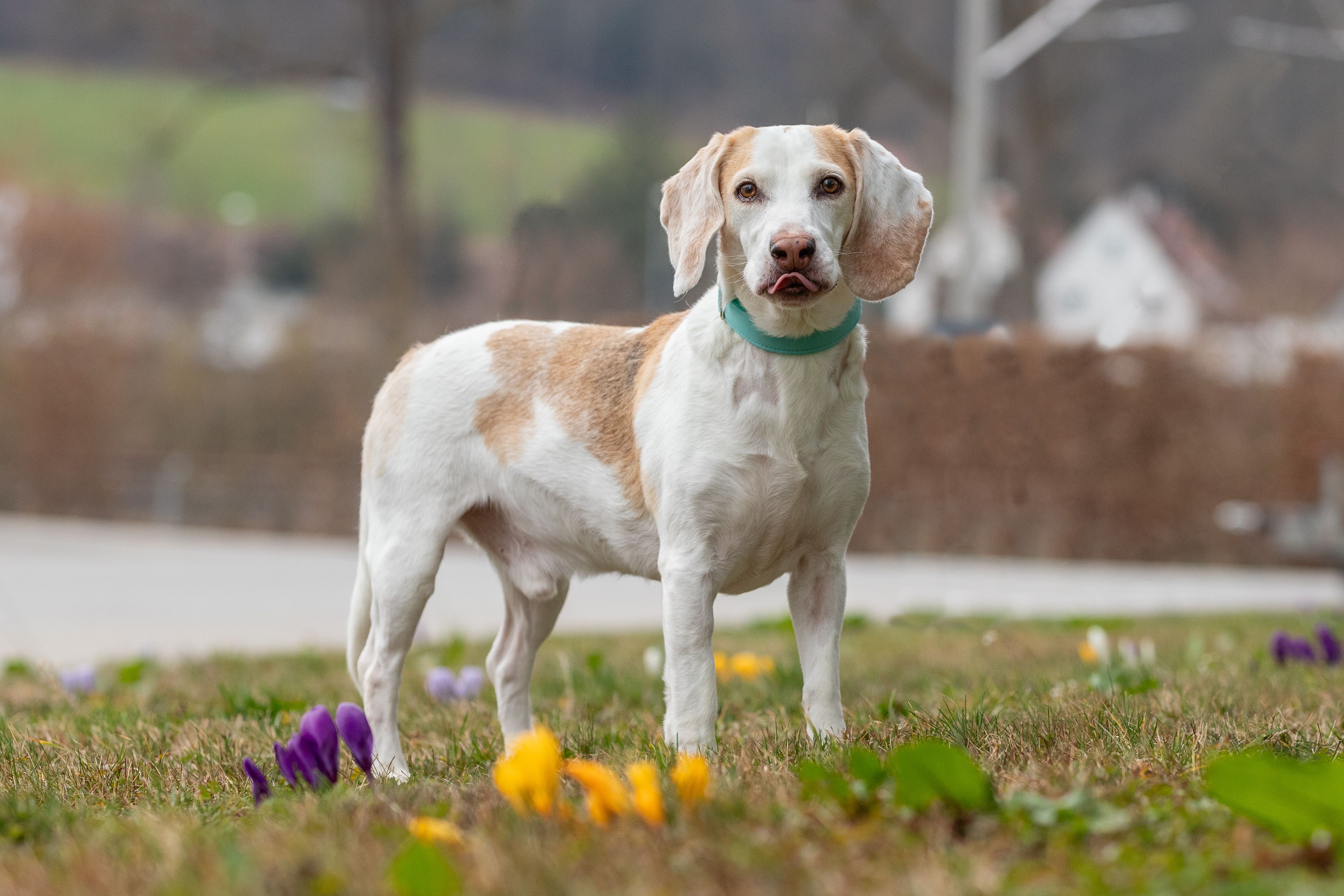 Louie ehem. Orlando, Rüde, 8 Jahre