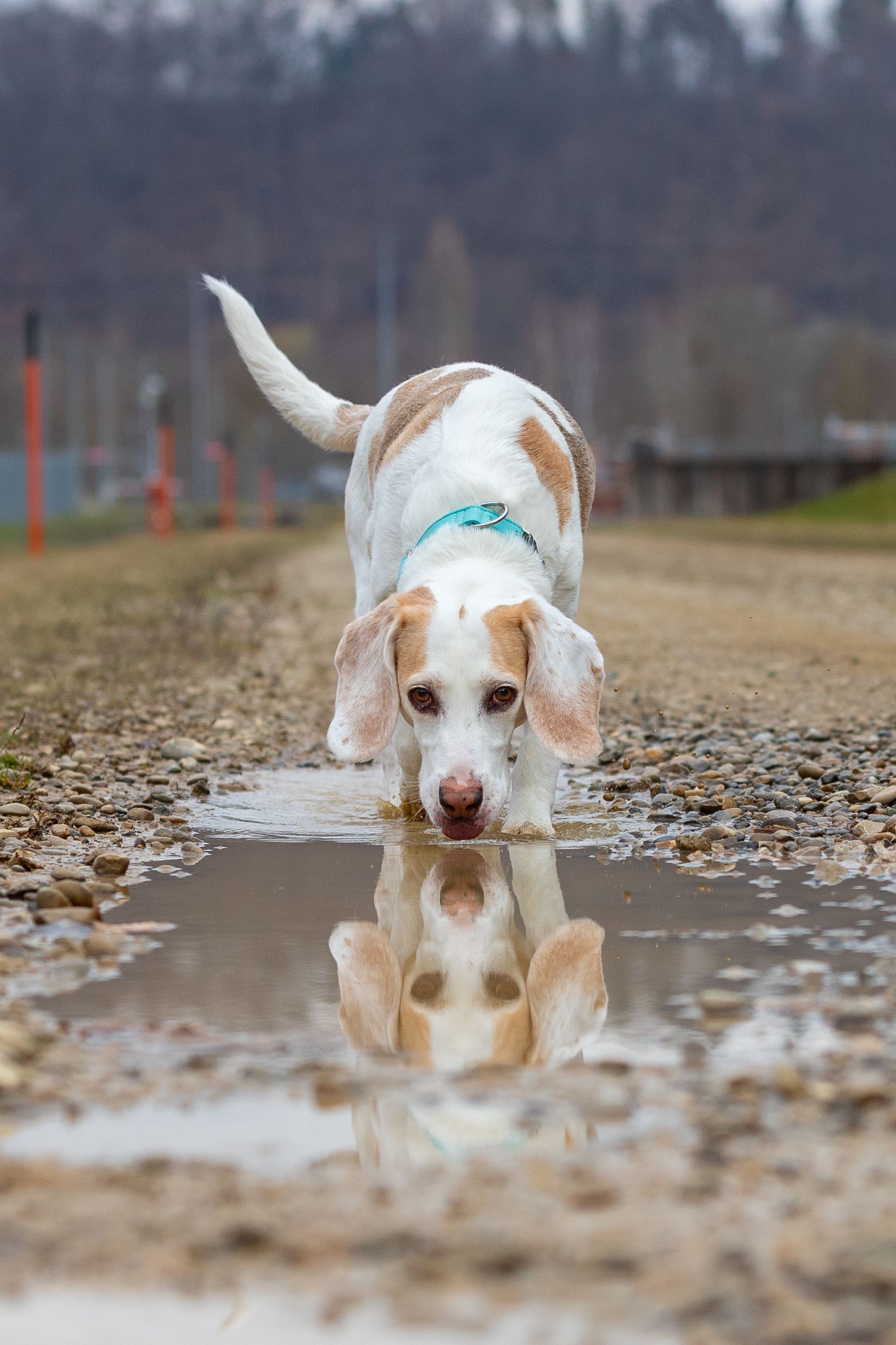 Louie ehem. Orlando, Rüde, 8 Jahre