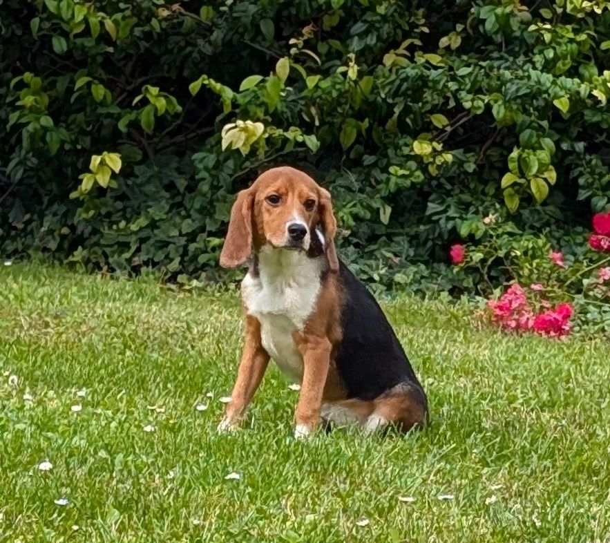 Blossom, Hündin, 1 Jahr