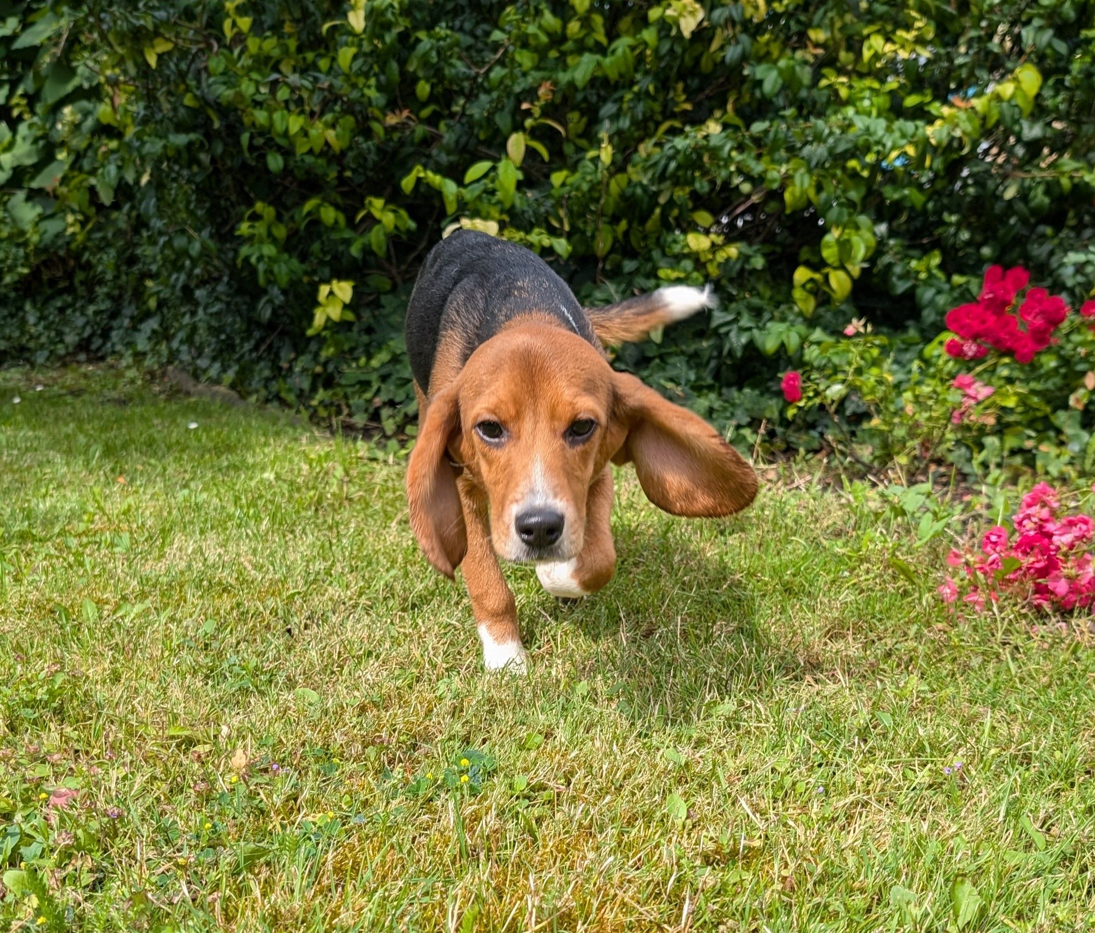 Blossom, Hündin, 1 Jahr