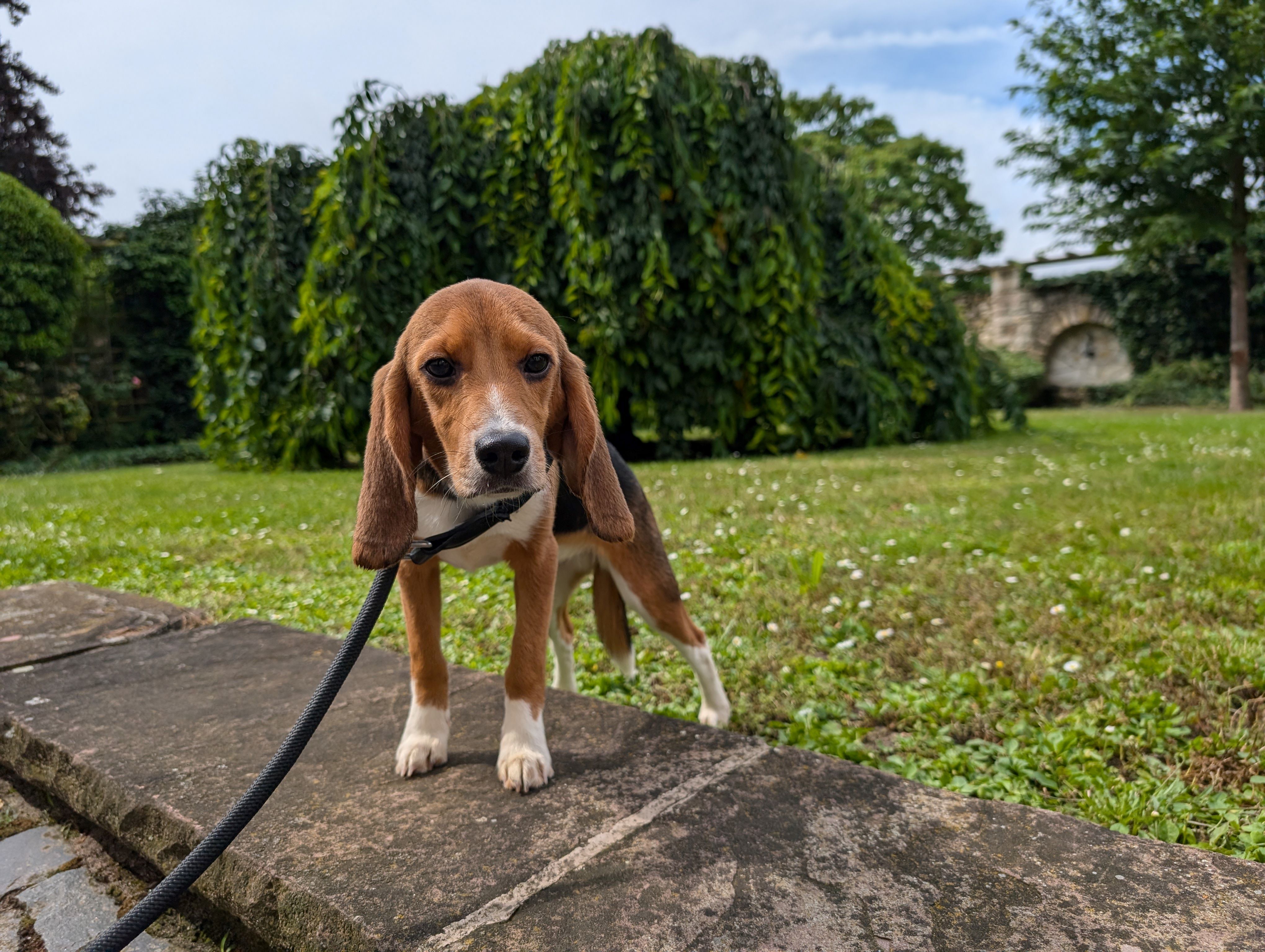 Blossom, Hündin, 1 Jahr
