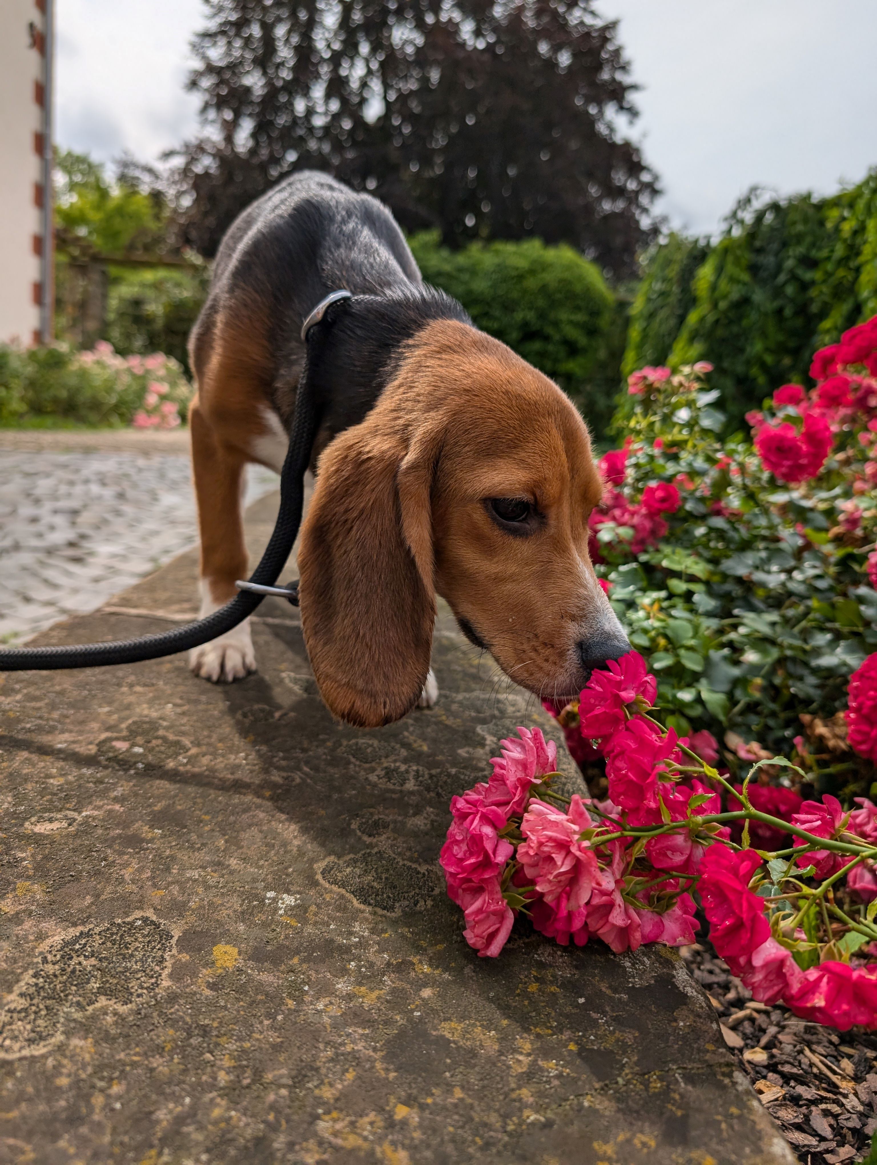 Blossom, Hündin, 1 Jahr