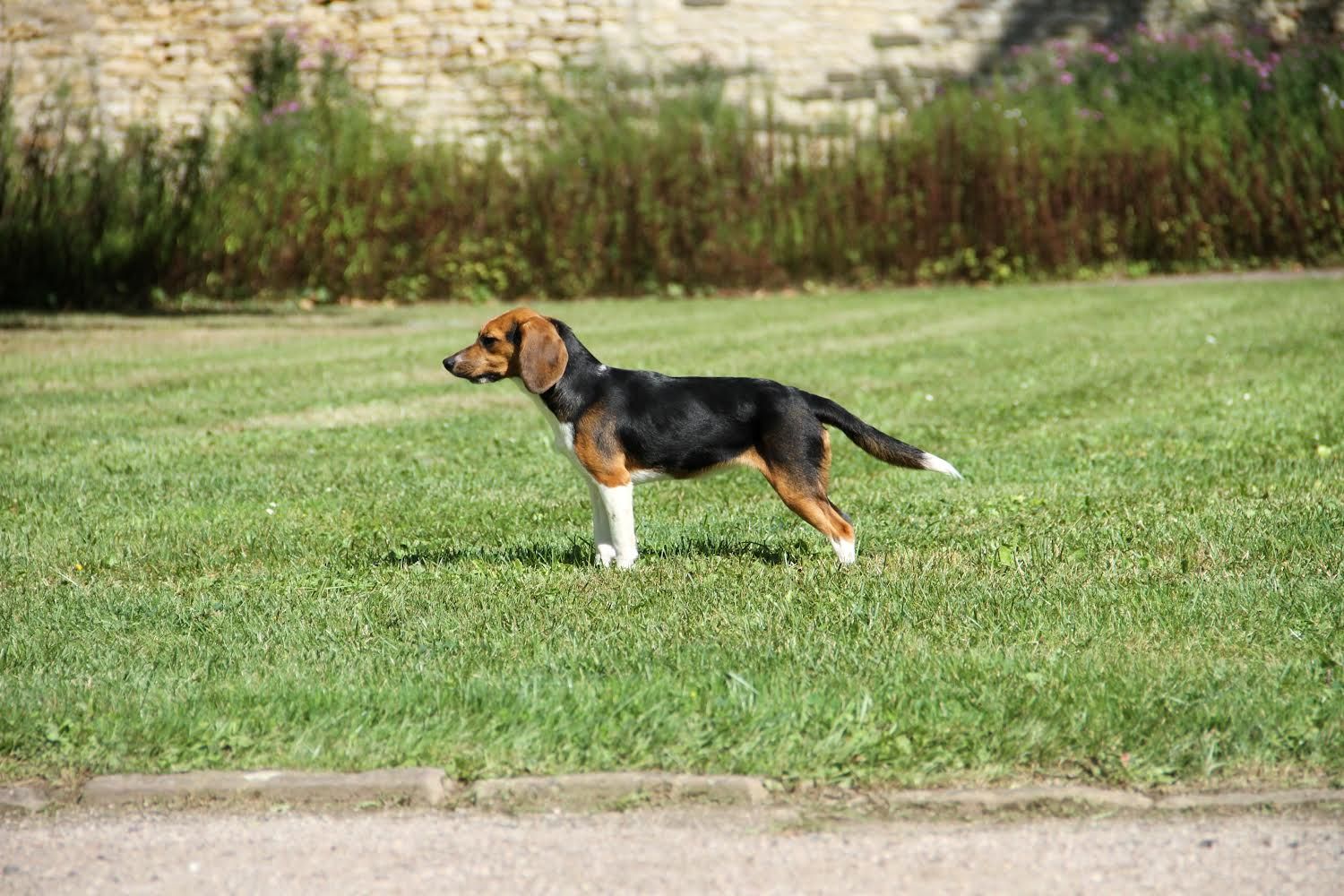 Brooke, Hündin, 1 Jahr