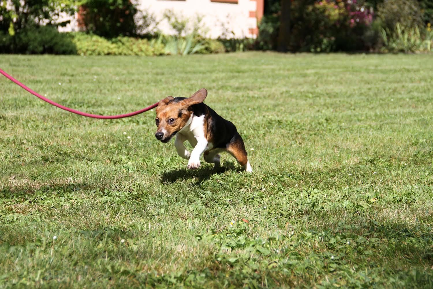 Brooke, Hündin, 1 Jahr