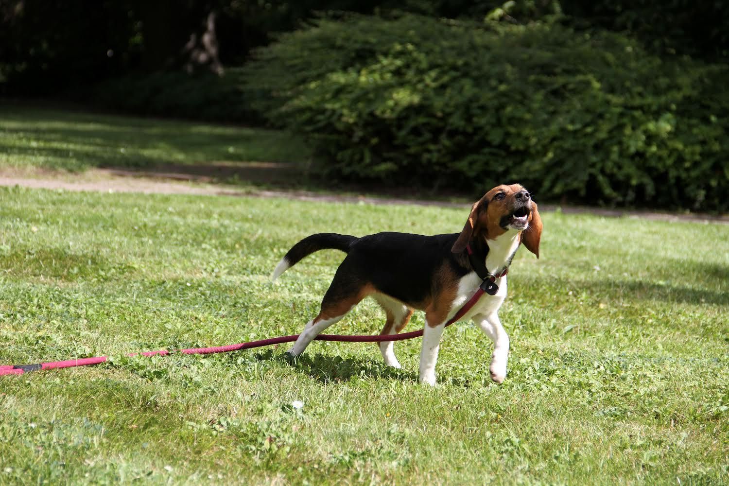 Brooke, Hündin, 1 Jahr