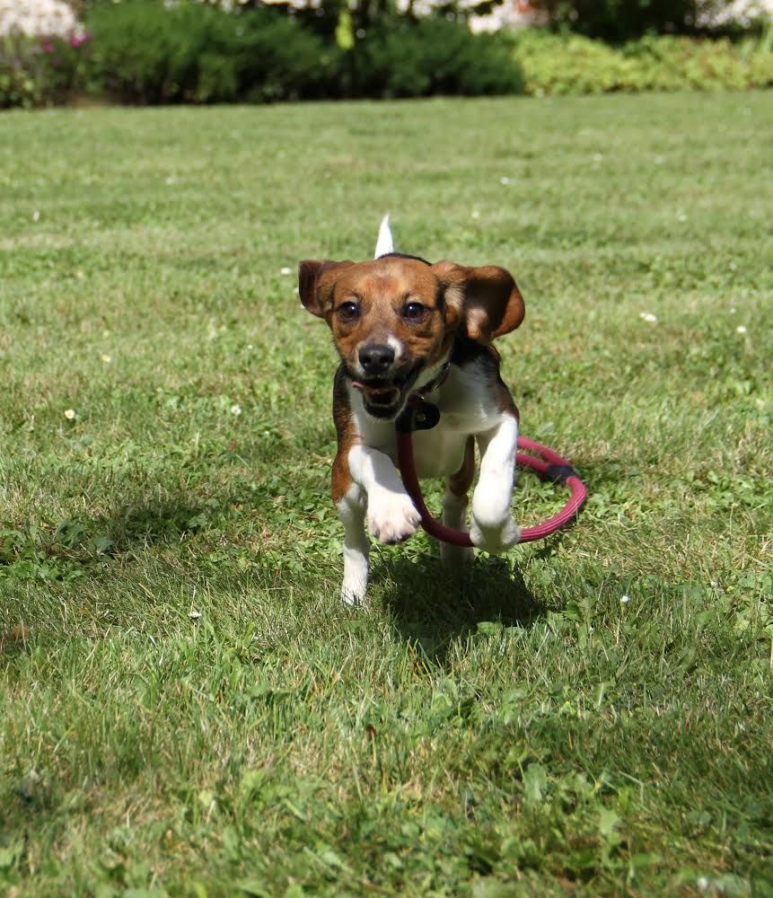 Brooke, Hündin, 1 Jahr