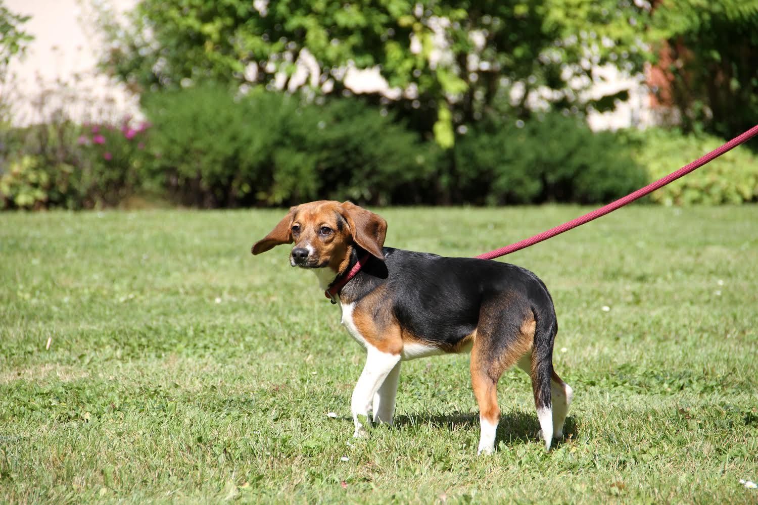 Brooke, Hündin, 1 Jahr